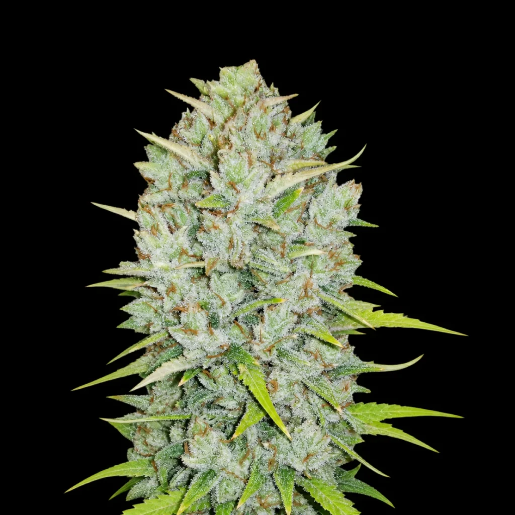 Original Northern Lights Auto – Fast Buds