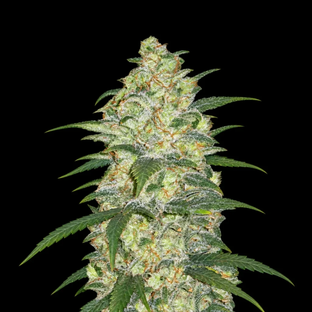 Original White Widow Auto – Fast Buds