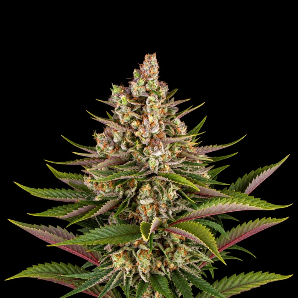 Sour Strawberry (Feminiseret) – Barney’s Farm