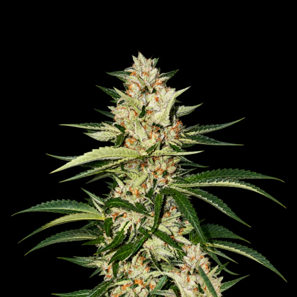 Banana Candy Krush 6+1 frø (Feminiseret) – T.H. Seeds
