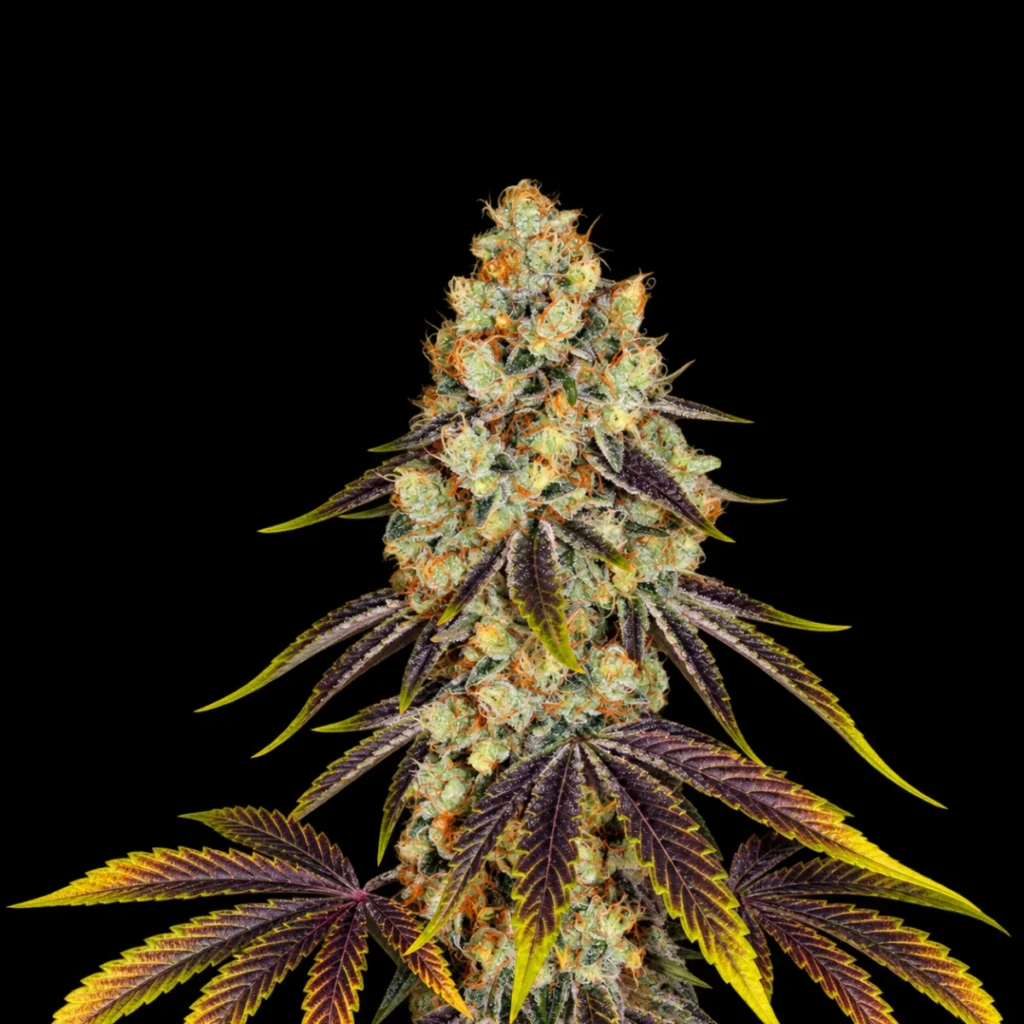 French Cookies 6+1 frø (Feminiseret) – T.H. Seeds