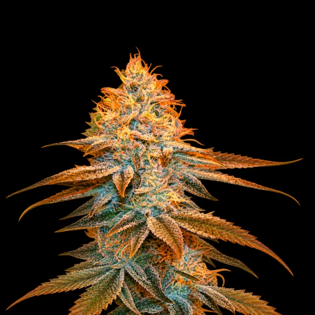 Strawberry Glue 7+1 frø (Feminiseret) Limited Special Pack – T.H. Seeds