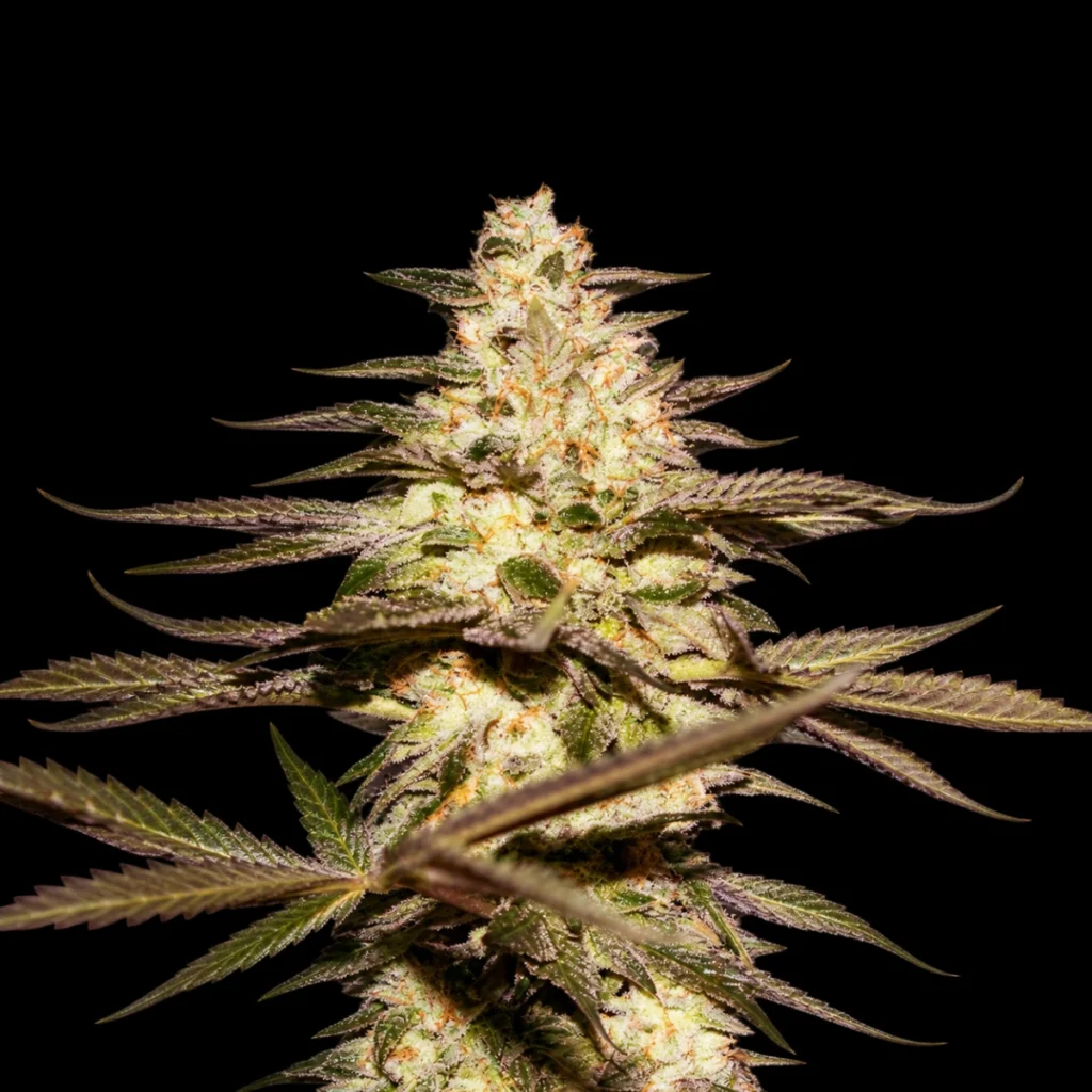 CaliFunk 5+3 frø (Feminiseret) Limited Special Pack – T.H. Seeds