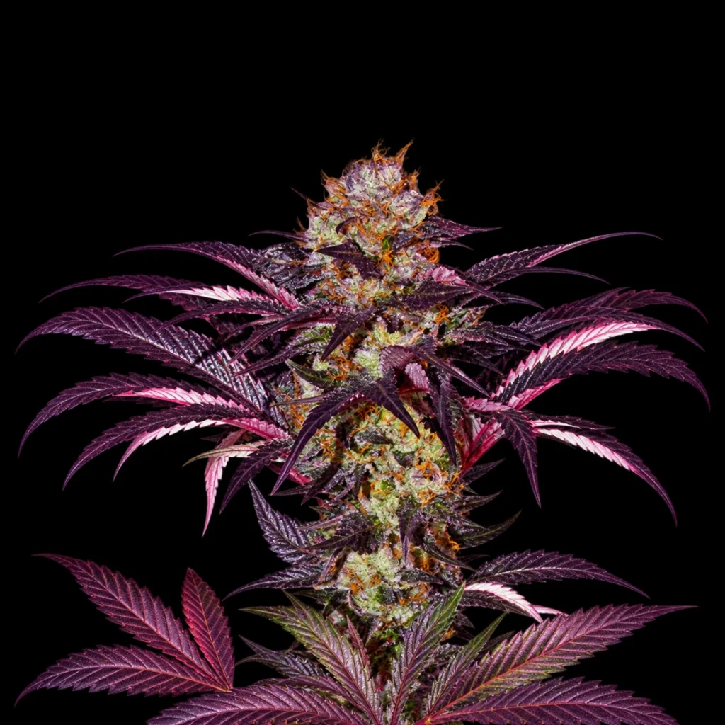 French Macaron 6+1 frø (Feminiseret) – T.H. Seeds