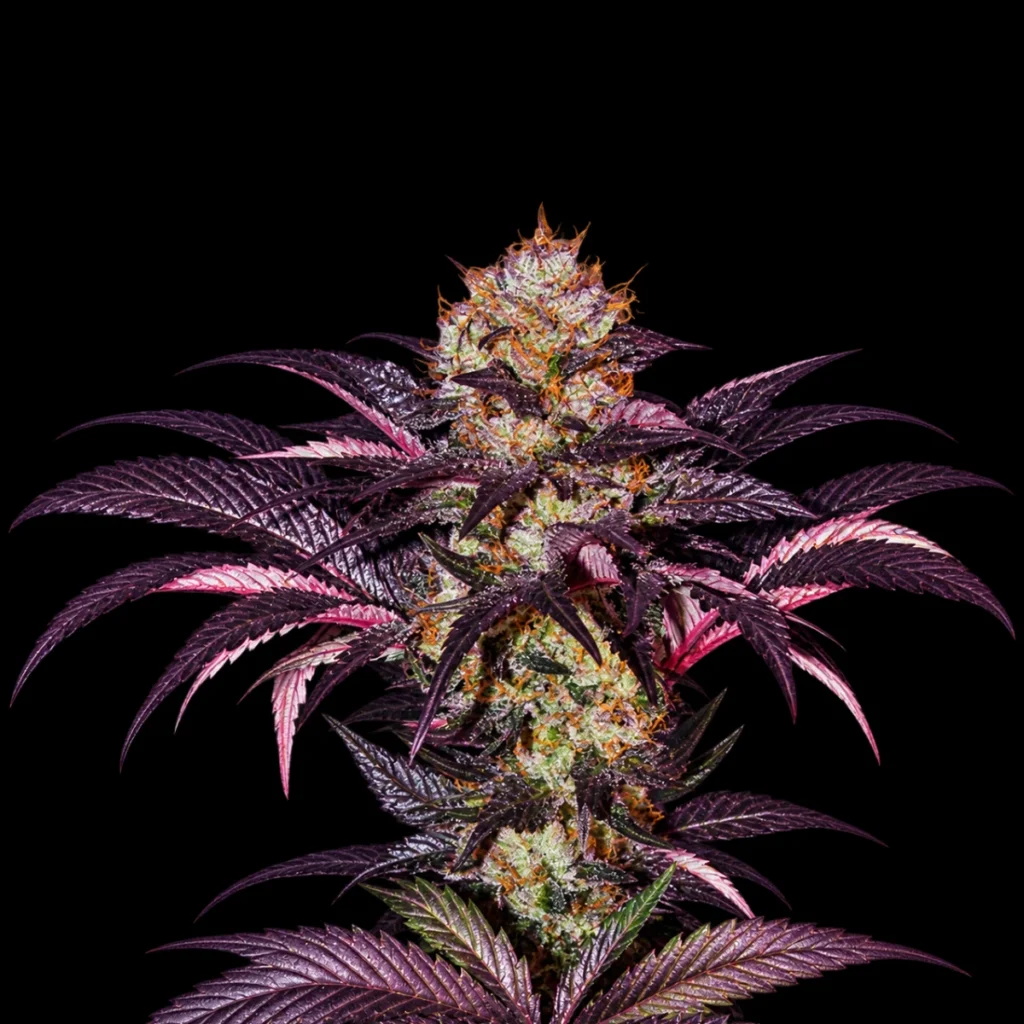 French Macaron (Feminiseret) – T.H. Seeds