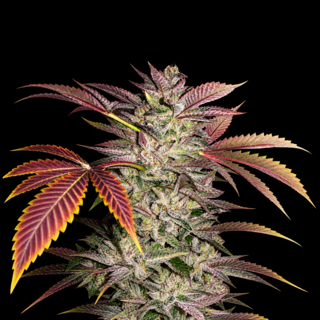 Gelato Cake (Feminiseret) – T.H. Seeds