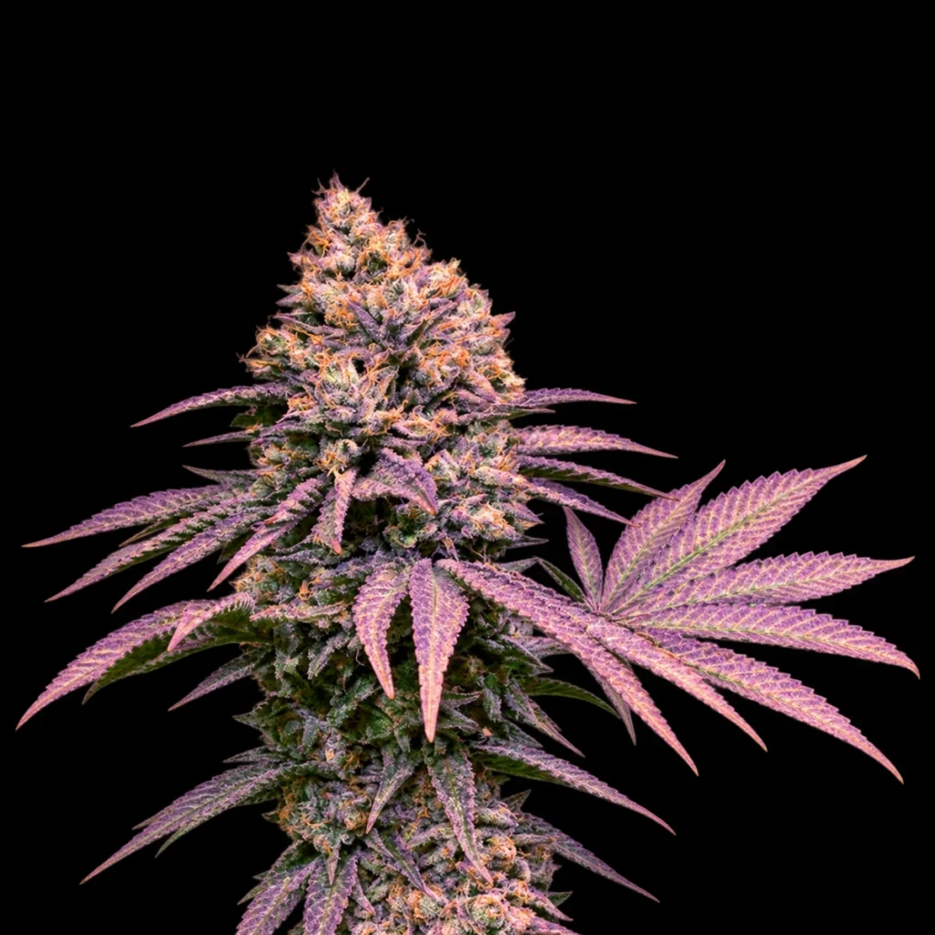 London Mint Cake (Feminiseret) – T.H. Seeds