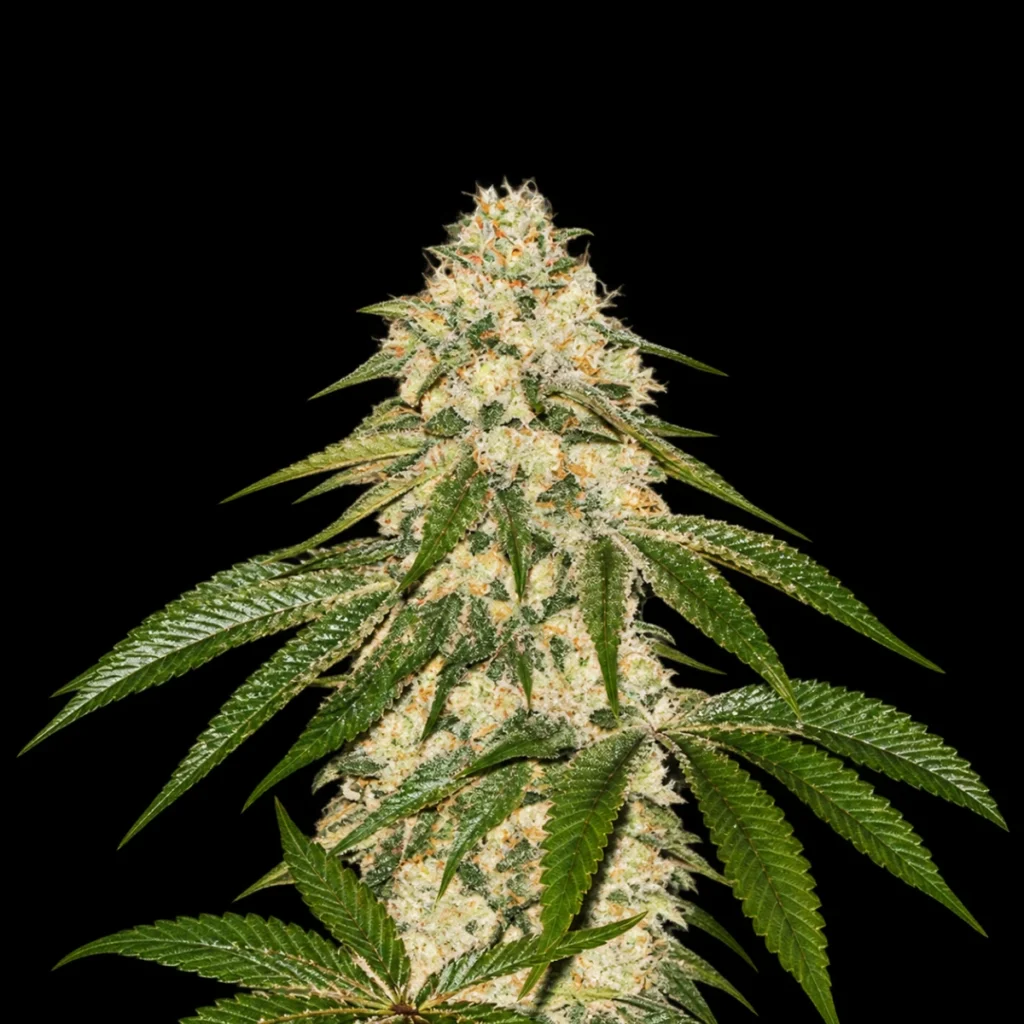 Pisthash (Feminiseret) – T.H. Seeds