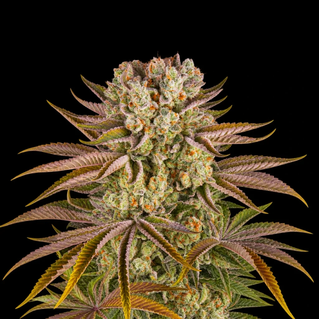 Pineapple Express (Feminiseret) – Barney’s Farm