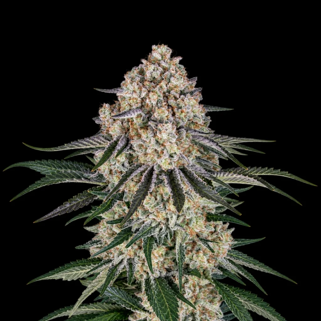 Sour Diesel Auto – Barney’s Farm