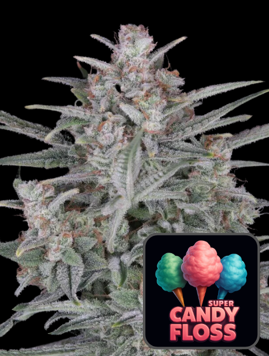 Super Candy Floss Auto - Super frön