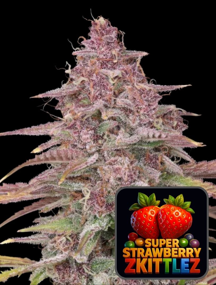 Super jordgubbe Zkittlez Auto - Super frön