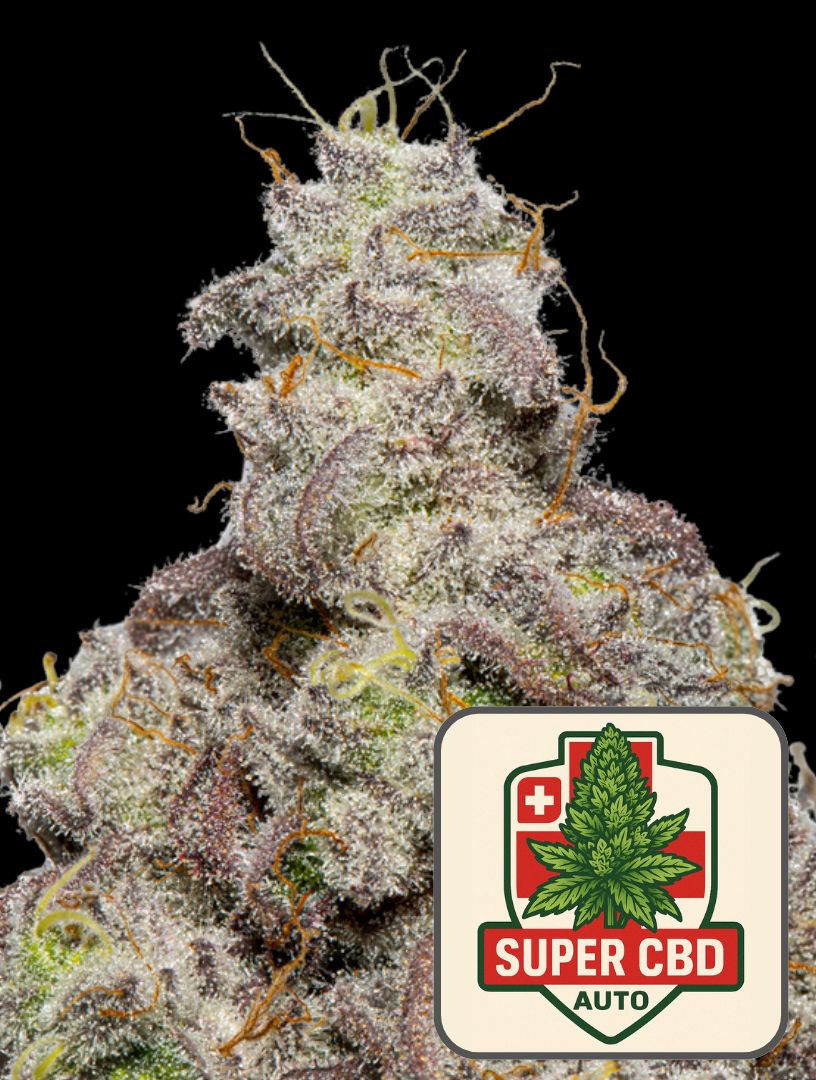 Super CBD Auto - Super Seeds