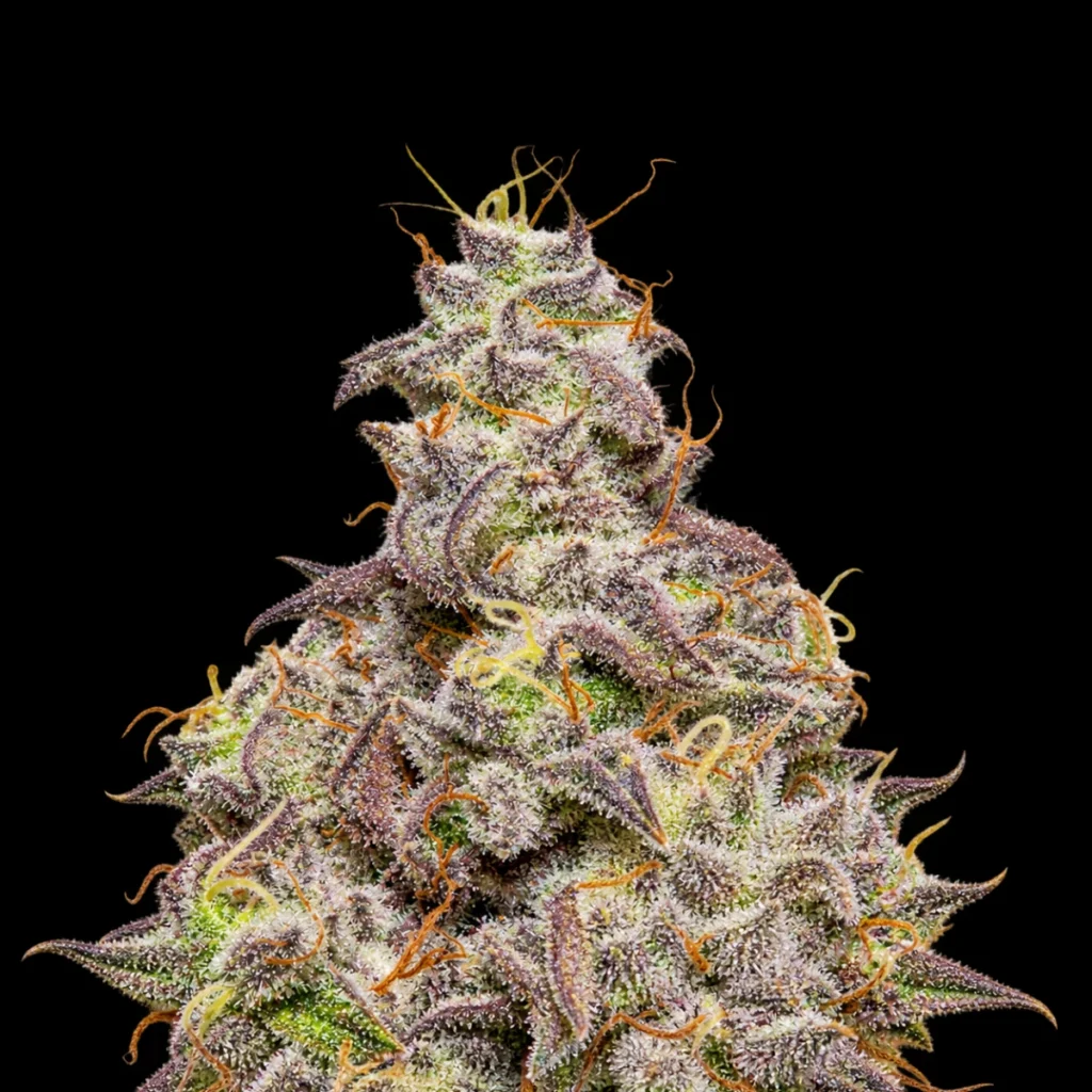 Super CBD Auto – Super Seeds