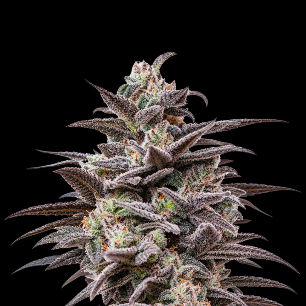 Super Kush Mints Cookies (Feminiseret) – Super Seeds