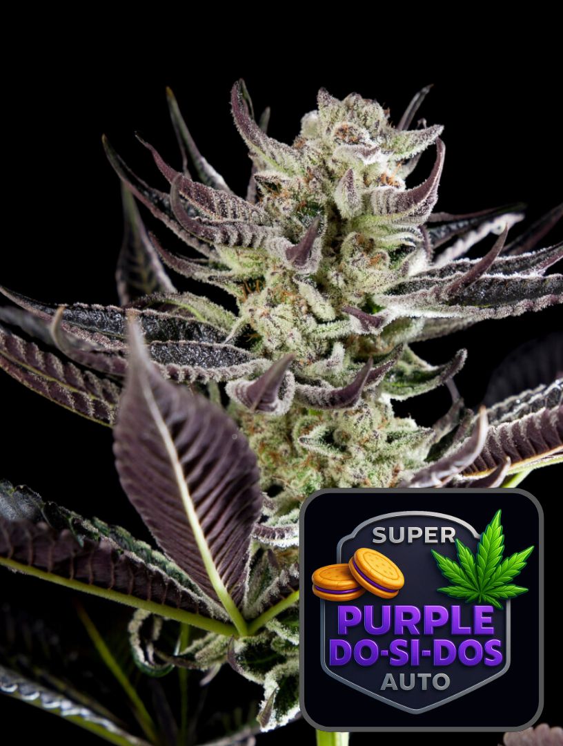 Super Purple Do-si-Dos Auto - Super Seeds