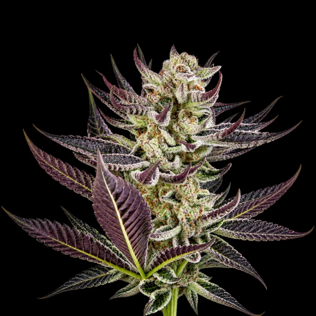 Super Purple Do-si-Dos Auto – Super Seeds