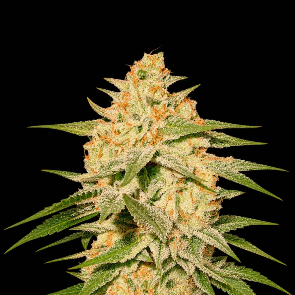 Super Tropical Trichome (Feminiseret) – Super Seeds