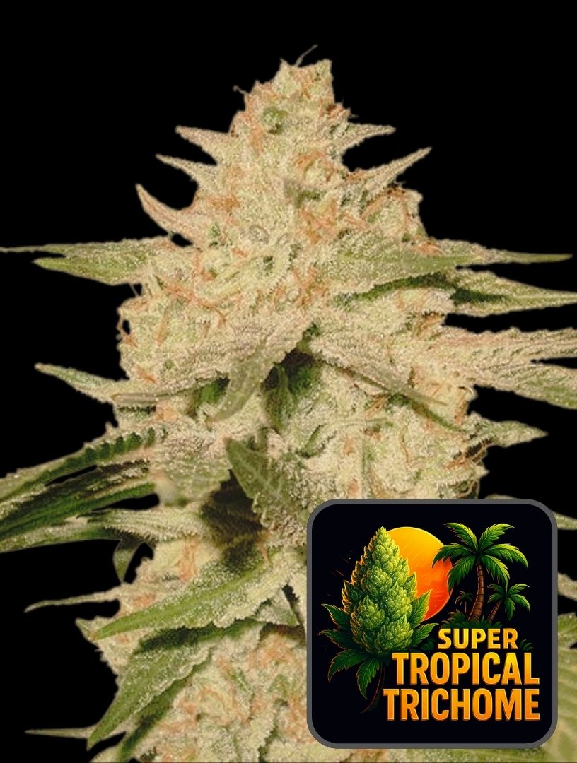 Super Tropical Trichome (Feminiseret) - Super Seeds