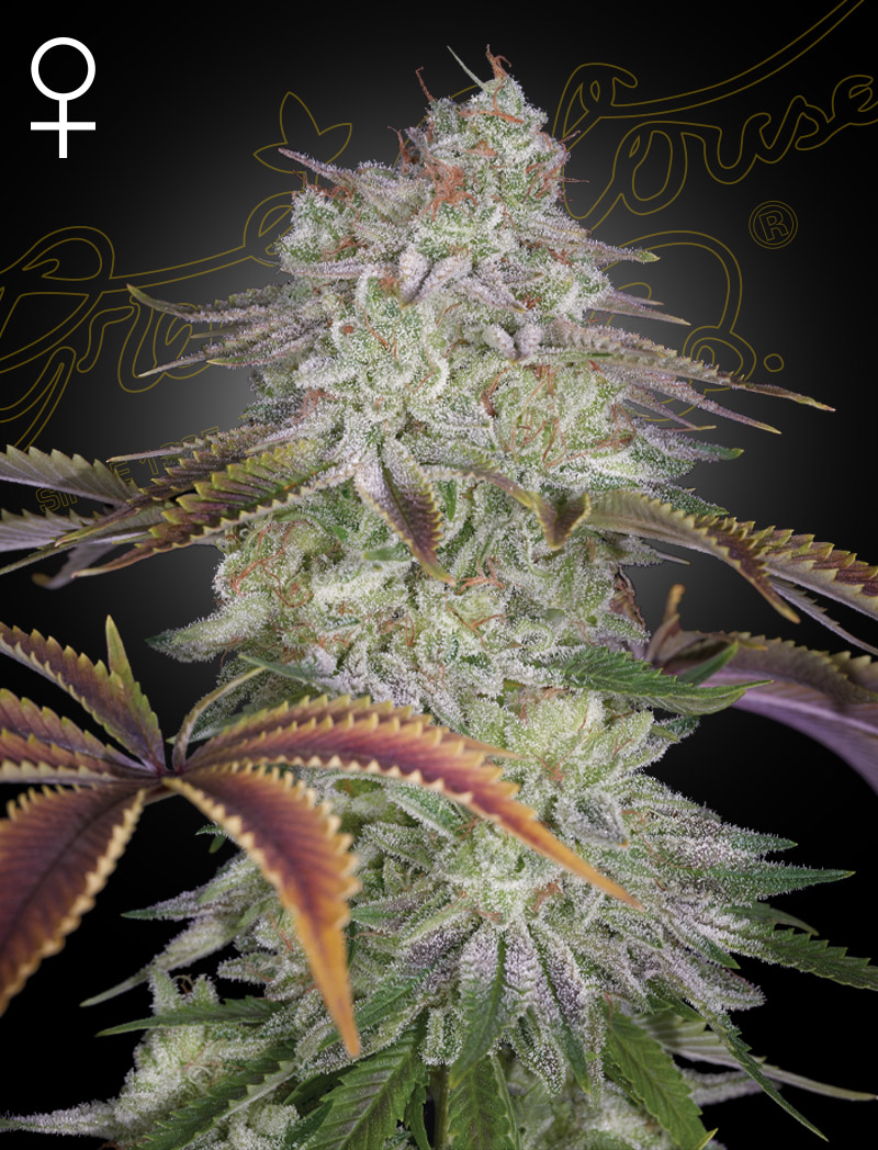 Alienz (Feminiseret) - Green House Seeds