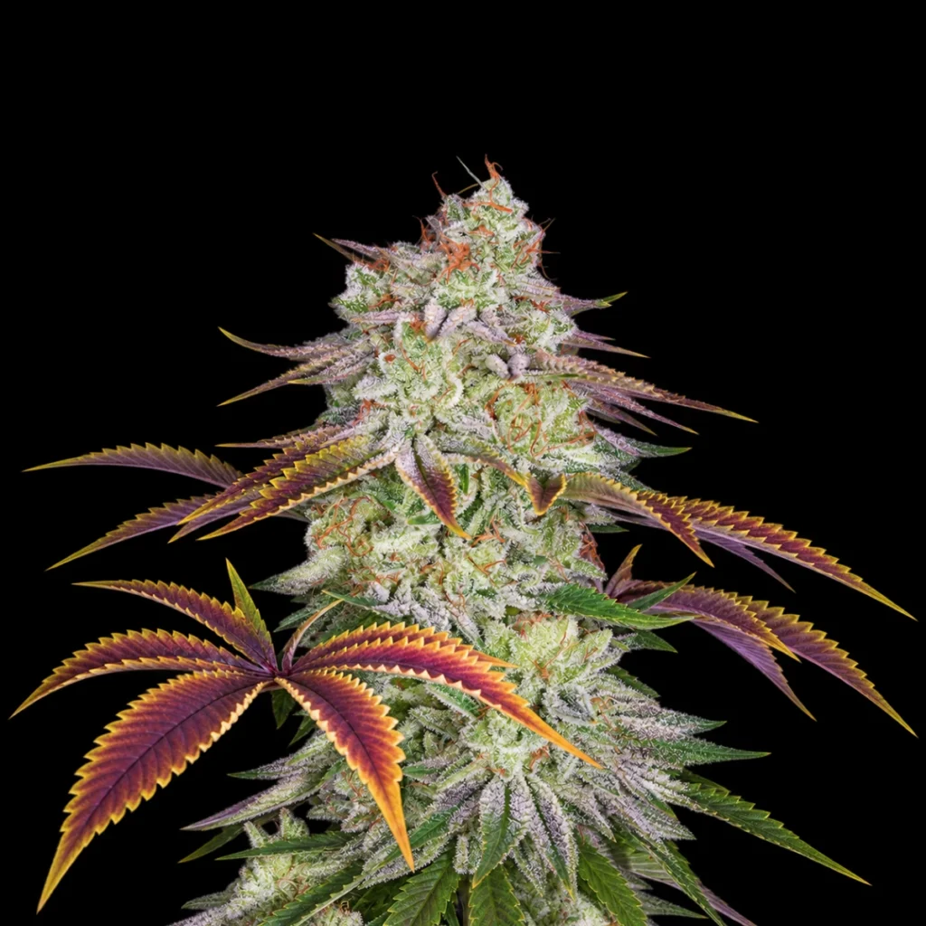 Alienz (Feminiseret) – Green House Seeds