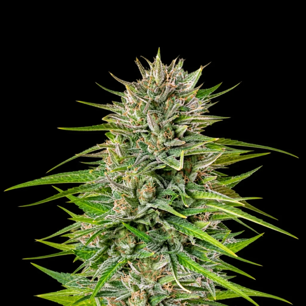 Blue Cheese (Feminiseret) – RQS