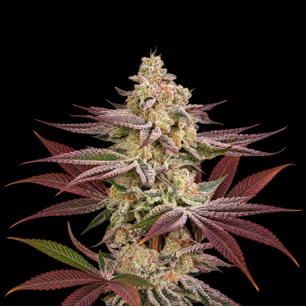 Chemical Bride (Feminiseret) – Green House Seeds