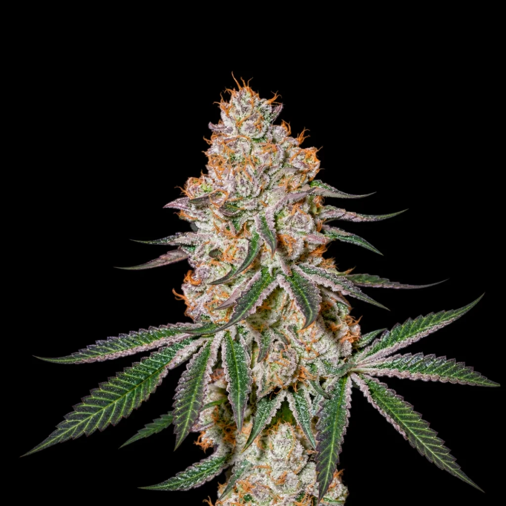 HighCloudZ (Feminiseret) – Green House Seeds