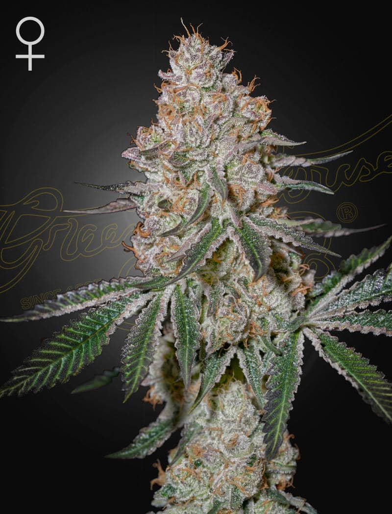 HighCloudZ (Feminiseret) - Green House Seeds