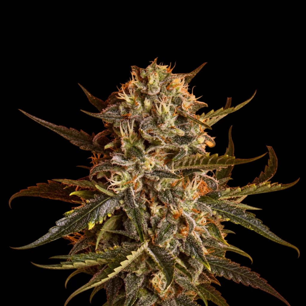 Mother Gorilla (Feminiseret) – RQS