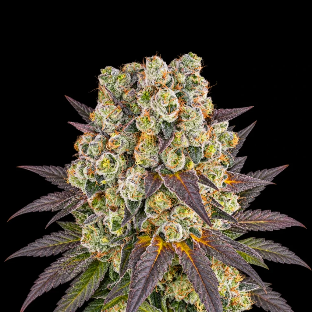 Purple Punch x Lemon Drizzle (Feminiseret) – Barney’s Farm