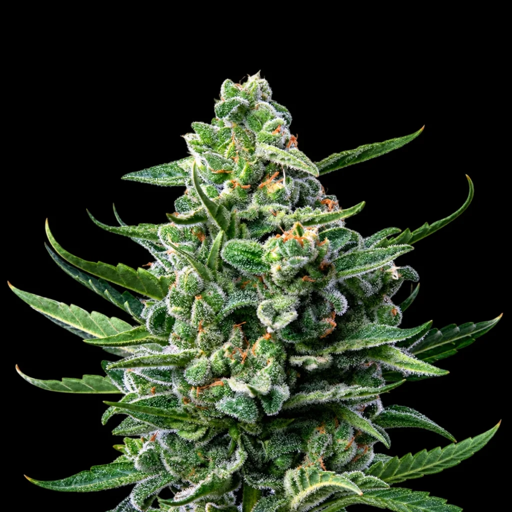 Royal Jack – Auto – RQS