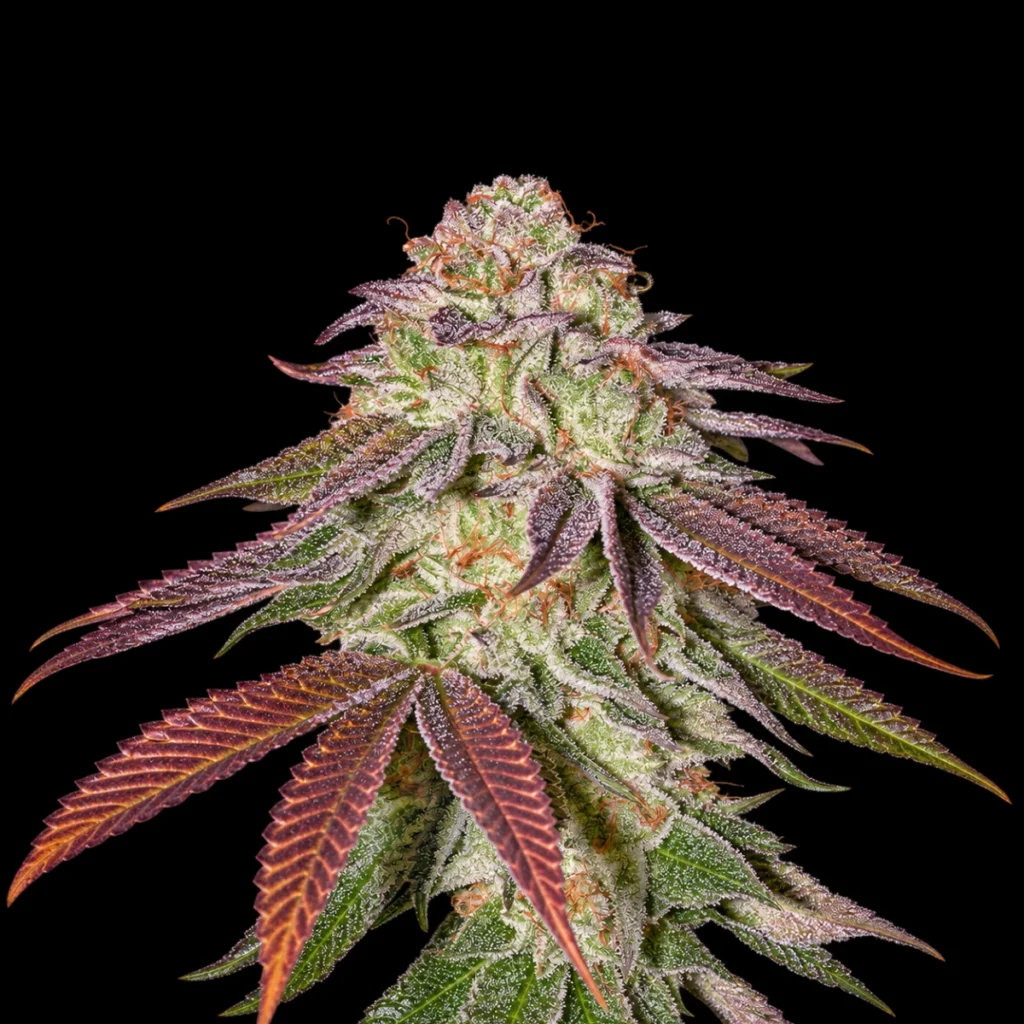 Sugarlato Auto – Green House Seeds