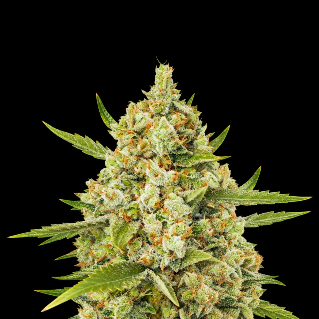 Super Alien Lemonade (Feminiseret) – Super Seeds