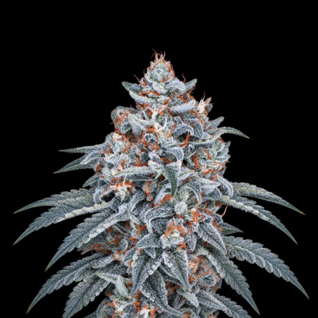 Super Apex Alpha (Feminiseret) – Super Seeds