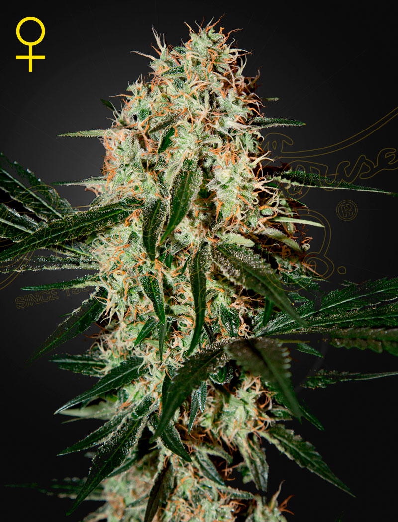 Arjan's Haze #3 (Feminiseret) - Green House Seeds
