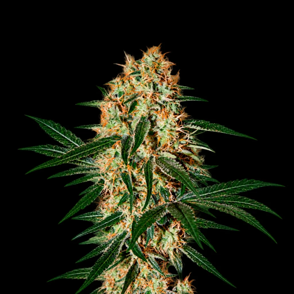 Arjan’s Haze #3 (Feminiseret) – Green House Seeds