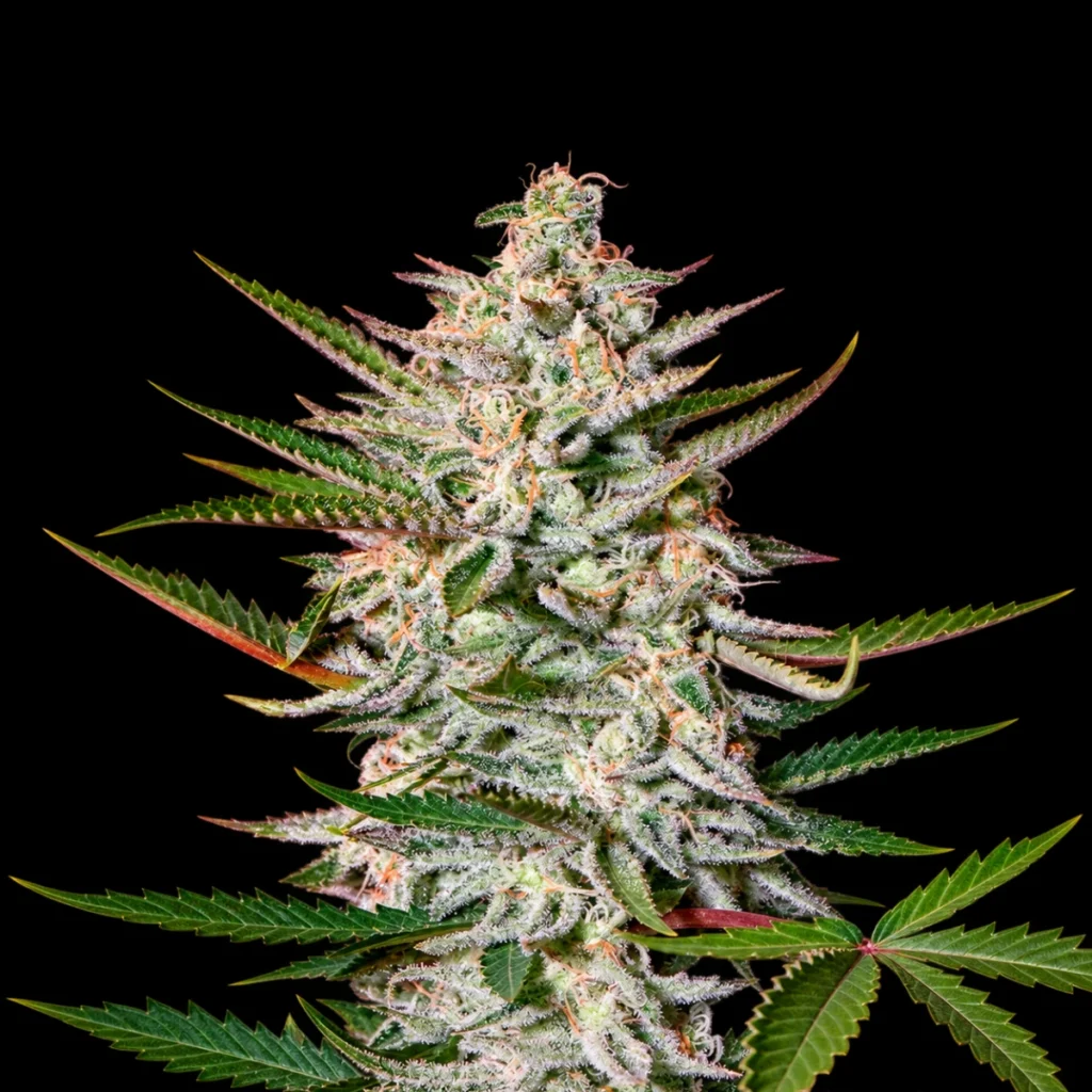 Holy Punch (Feminiseret) – Green House Seeds
