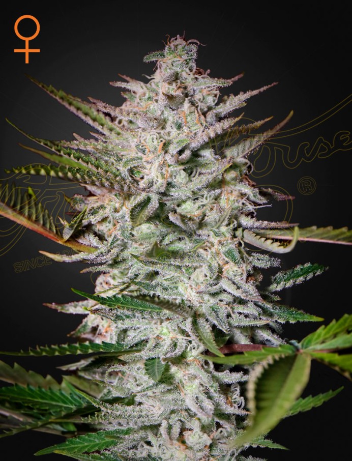 Holy Punch (Feminiseret) - Green House Seeds