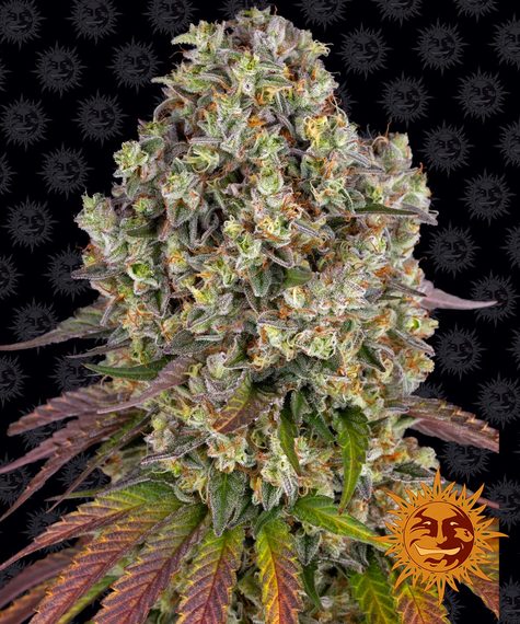 Sour Diesel (Feminiseret) - Barney's Farm