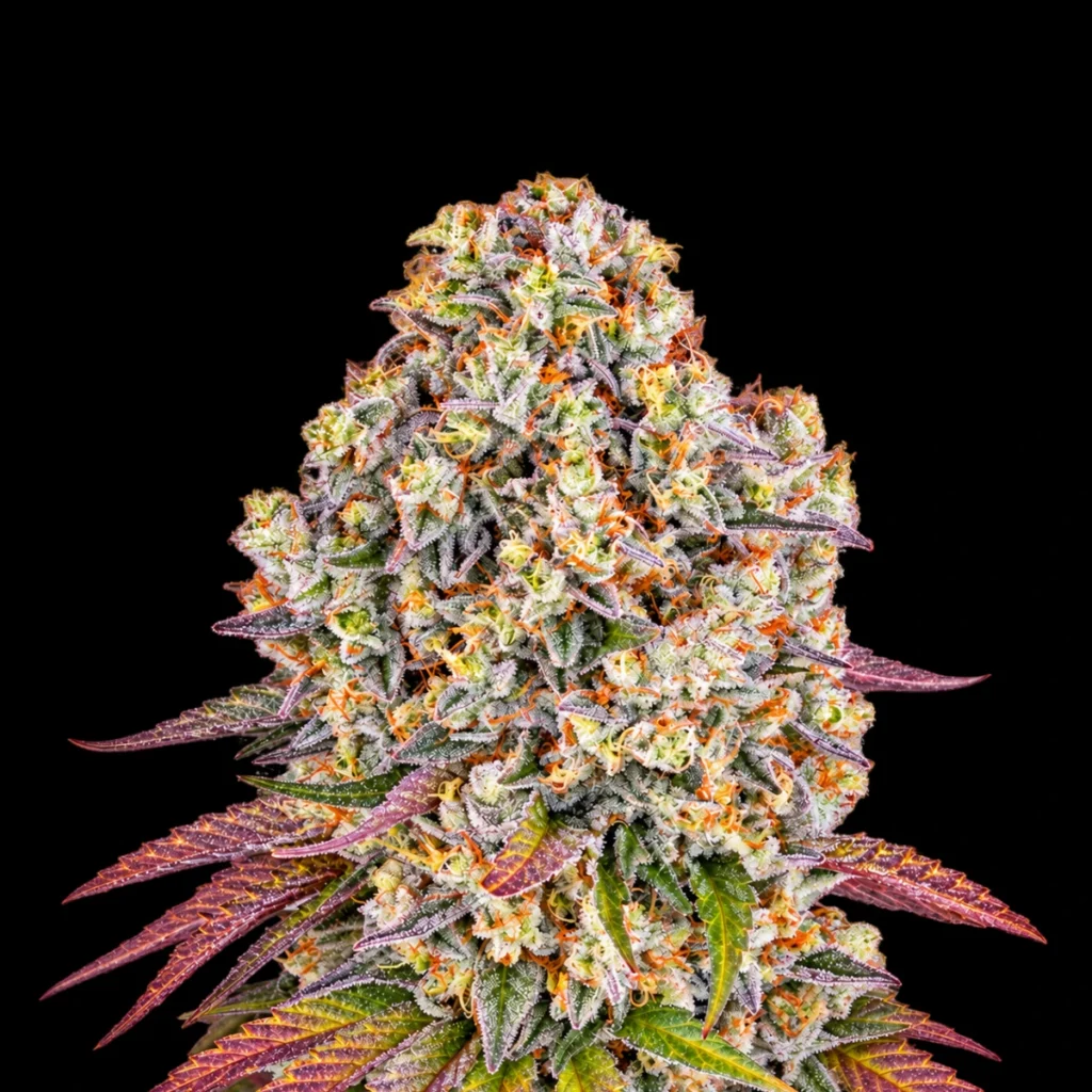 Sour Diesel (Feminiseret) – Barney’s Farm