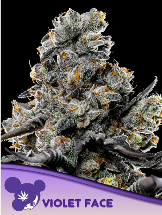 Violet Face (Feminiseret) - Anesia Seeds