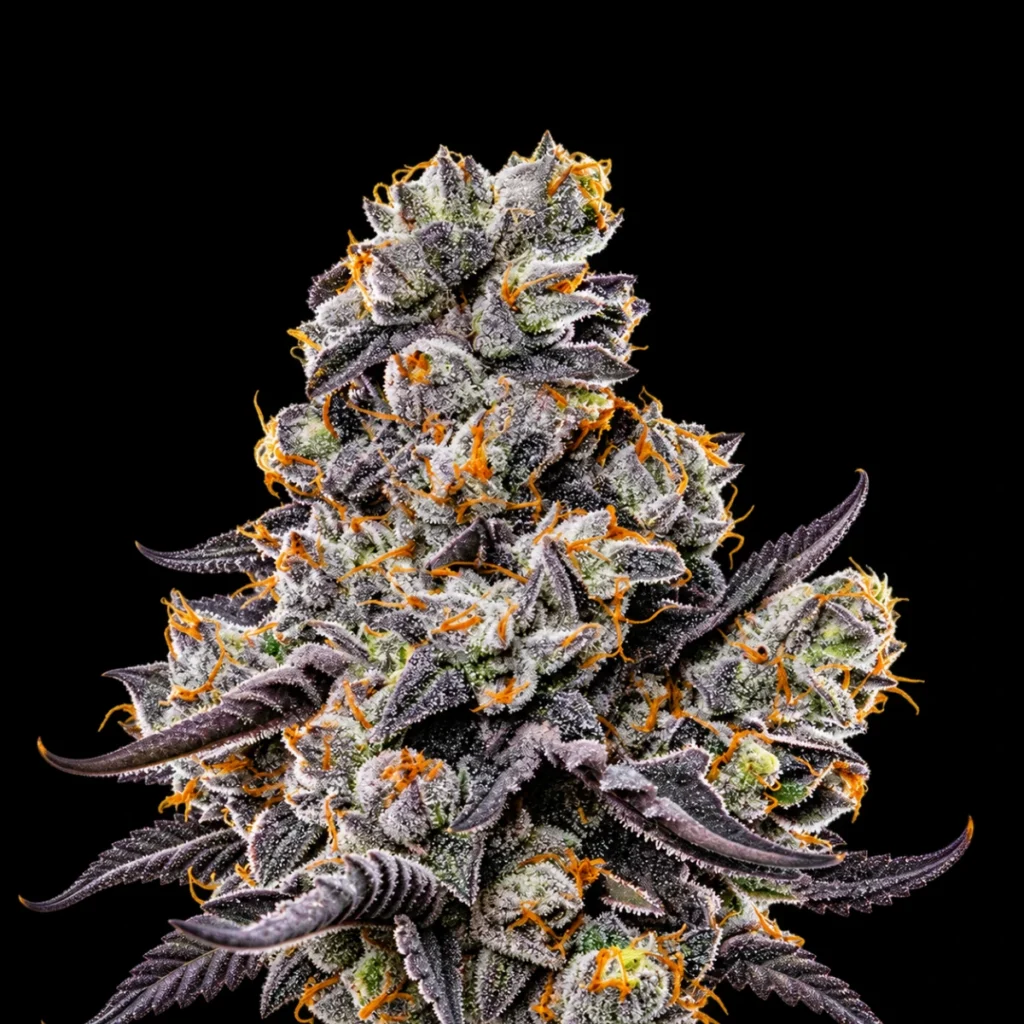 Violet Face (Feminiseret) – Anesia Seeds