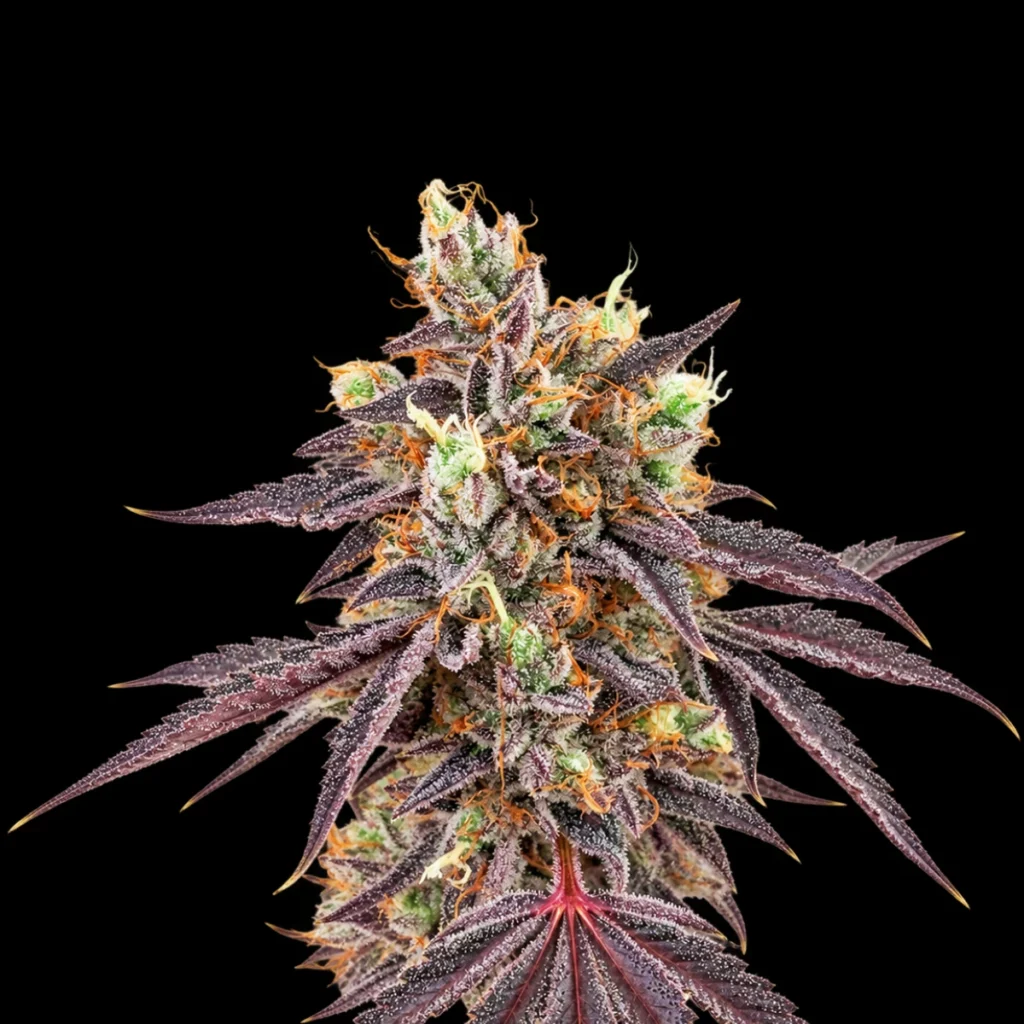 Gelato 41 x Gelato 41 Auto – Green House Seeds