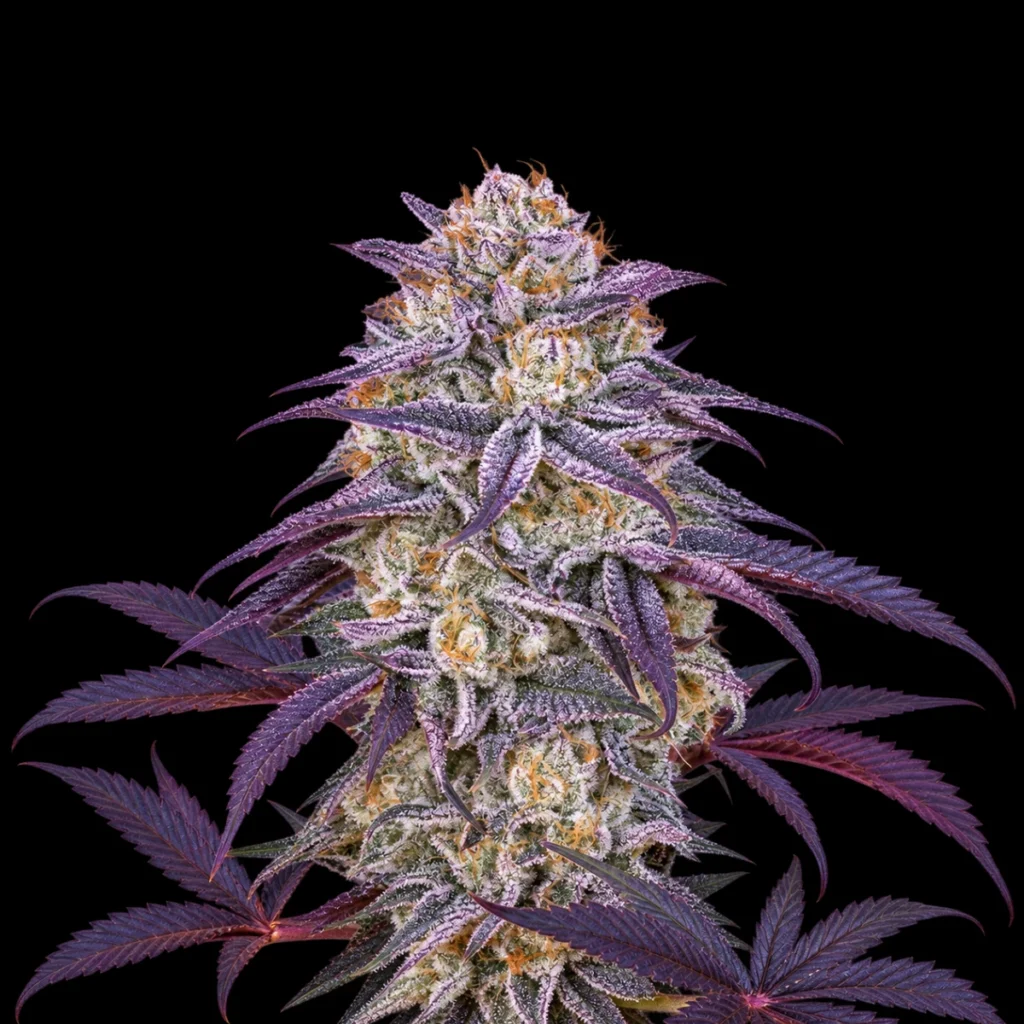 King’s Juice Auto – Green House Seeds