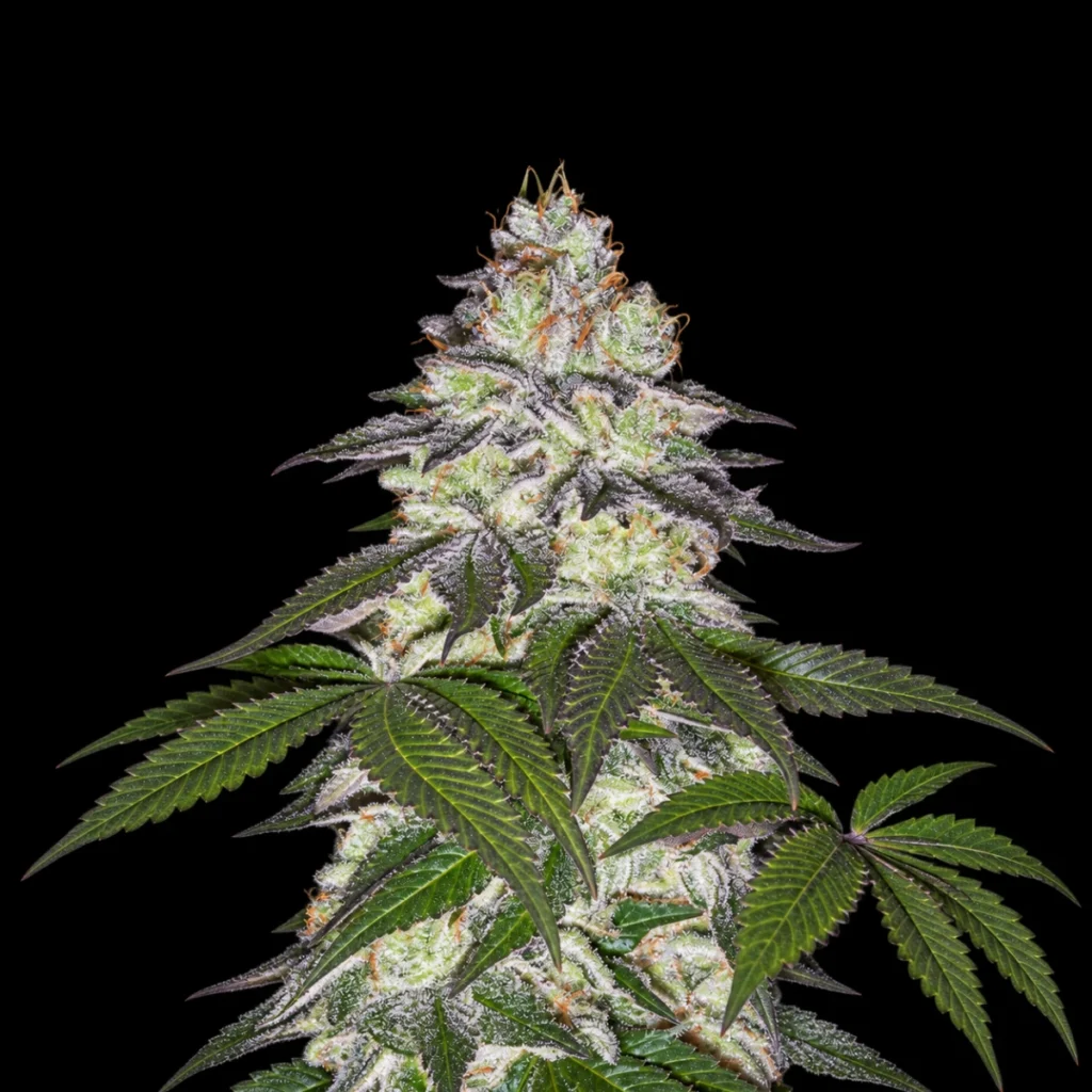 Milky Dreams (Feminiseret) – Green House Seeds