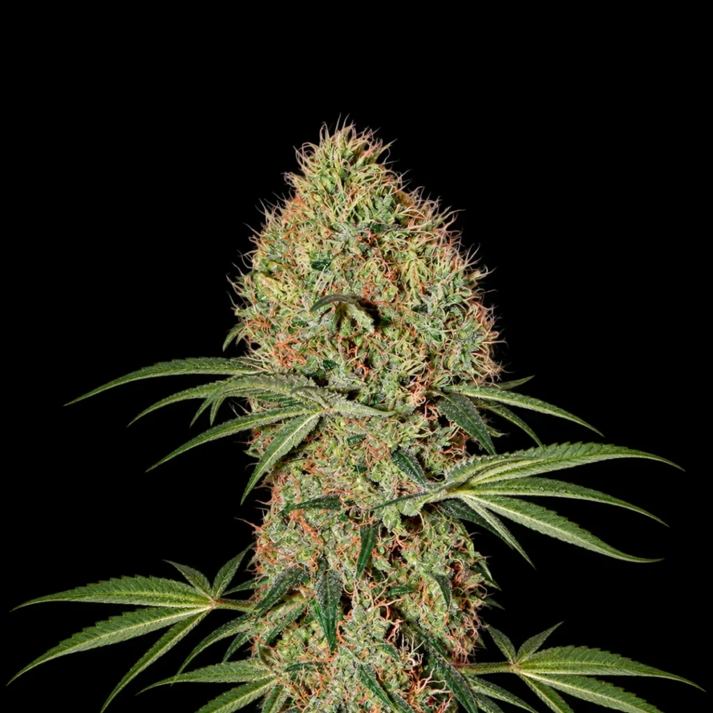 Super Bud Auto – Green House Seeds