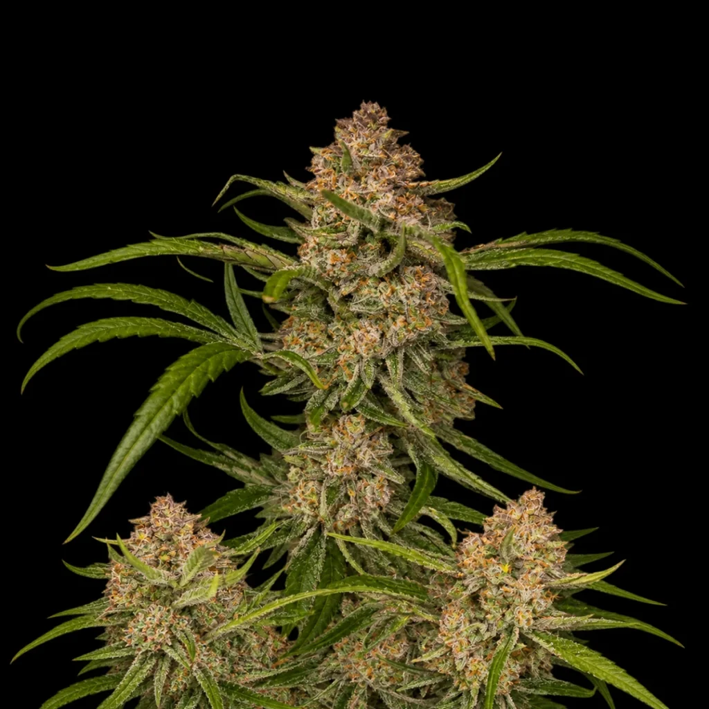 Guava Auto – Fast Buds