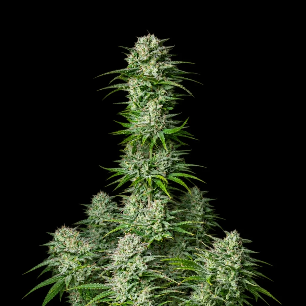 Kosher Cake Auto – Fast Buds