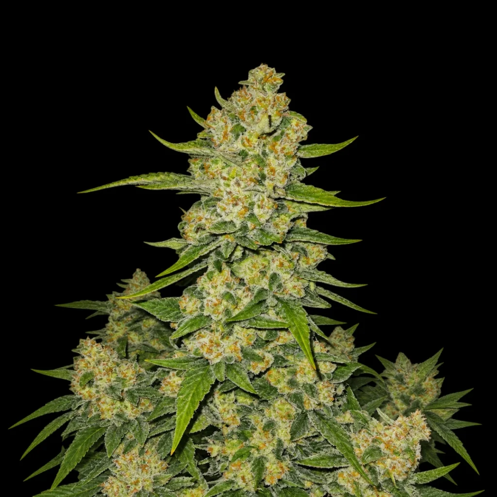 Papaya Cookies Auto – Fast Buds